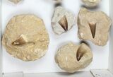 Lot: Fossil Mosasaur Teeth In Rock - Pieces #98297-1